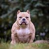 OPEN FOR STUD - POCKET AMERICAN BULLY - ASYLUMS MAGNUS