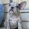 Cheap frenchies French bulldog fluffy carrier lilac platinum rope Indiana Illinois Kentucky Michigan Ohio Missouri Midwest