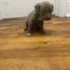 Rehoming These wonderful Pocket American Bully puppies