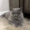 Stud Service Available CFA blue exotic shorthair male