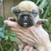 Blue sable French Bulldog puppy-  . Akc. Tiny and correct. - Chip
