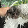 Marmoset monkey babies