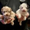 Beautiful male toy poodles