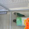 Conures for rehoming!