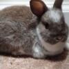 Dwarf Bunny in need of a new home