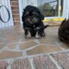 Shihpoo Puppies - Ready to go