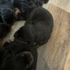 Rottweiler puppies ready July 4th