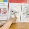 Beautiful Adorable And Healthy Male Maltese Puppy For Sell