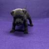 American Bully Puppies Standard