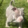 Bully puppies available great quality.