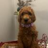 AKC Red Standard Poodle - Persephone