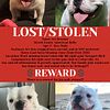 LOST/MISSING/STOLEN EXOTIC BULLY
