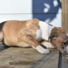 American Bully Pups looking for their Furever Homes