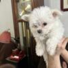 Adorable male puppy available