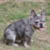 Quality AKC lilac Merle French Bulldog male for stud