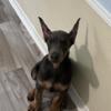 AKC American bred, LARGE doberman pups, cropped and docked