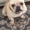 French Bulldog looking for new home