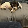 Basset Hound for sale to a loving home