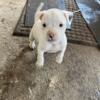 Puppies for Rehoming Mini Pitt Terrier