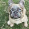 AKC Fluffy French Bulldog Puppies Available. Health Panel Cleared/DNA tests available/Health Panel Cleared