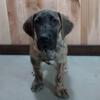 Gracie.  Great Dane puppie looking for her forever home