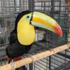 Keel billed toucan baby