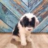 Portuguese Water Dog puppy- male!