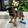 AKC German Shepherd Puppies for Sale - $750