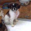 Shih Poo Chi / Chin Tzu very tiny male puppy ready for a new home now Highland Township Mich.