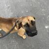 Retired Breeding Female unspayed Boerboel 6 years old great with kids