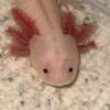 Axolotls for sale in Midmichigan