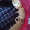 Pomeranian puppies AKC certified pure breed beautiful and cuddly