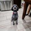 Rehoming aussiedoodle