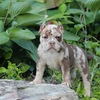 American exotic puppy