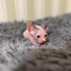 SPHYNX KITTENS FOR SALE 2 girls and 1 boy CLEVELAND - CHICAGO