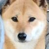 Adult Shiba inu's  !  Young females