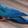 For quick sale asap hand fed and tame blue and gold macaw
