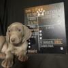 Weimaraner Puppies ready for homes now!