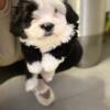 Black and white Shitzupoodle mix