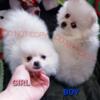 Gorgeous and Tiny White Male Pomeranian puppy for sale