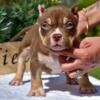 Pocket American Bully for sale