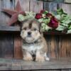 Colt Male Shorkie Puppy