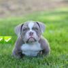 Amazing bully pup available