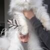 Persian cat chinchilla silver