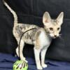 Cornish Rex Kittens Available for Adoption. TICA Registered.