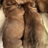 3 months old  English bulldog puppies for sale
