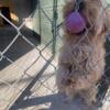 F1B MICRO/ TOY size Goldendoodle puppy ready to go home- crate trained- 1 year genetic health warranty