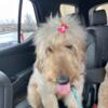 F1 goldendoodle, good home only