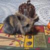 Miniature lionhead bunny