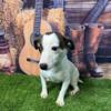 Jack Russell  Female Rea small under 10lbs